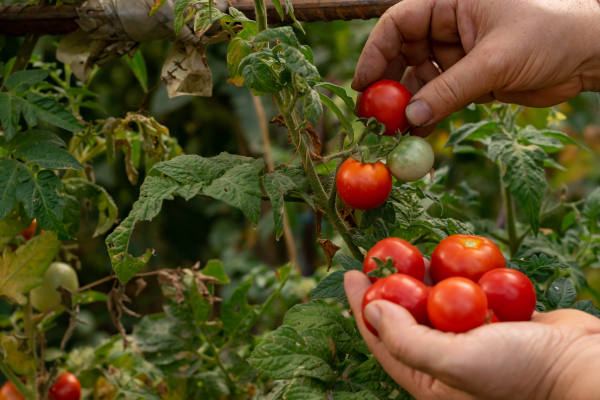 Tomatoes